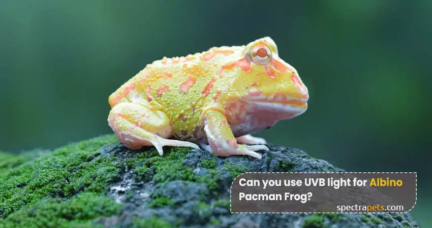 Can you use UVB light for Albino Pacman Frog