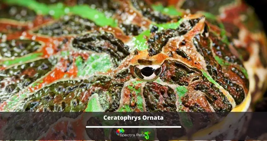 Ceratophrys Ornata