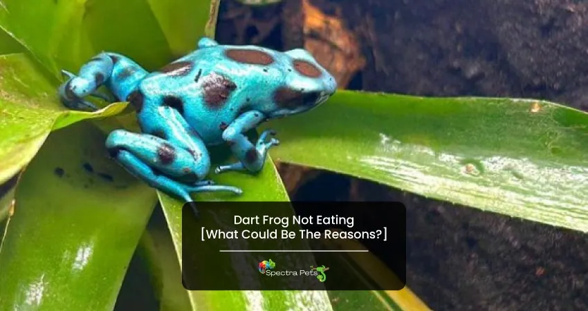 Dart Frog Not Eating What Could Be The Reasons