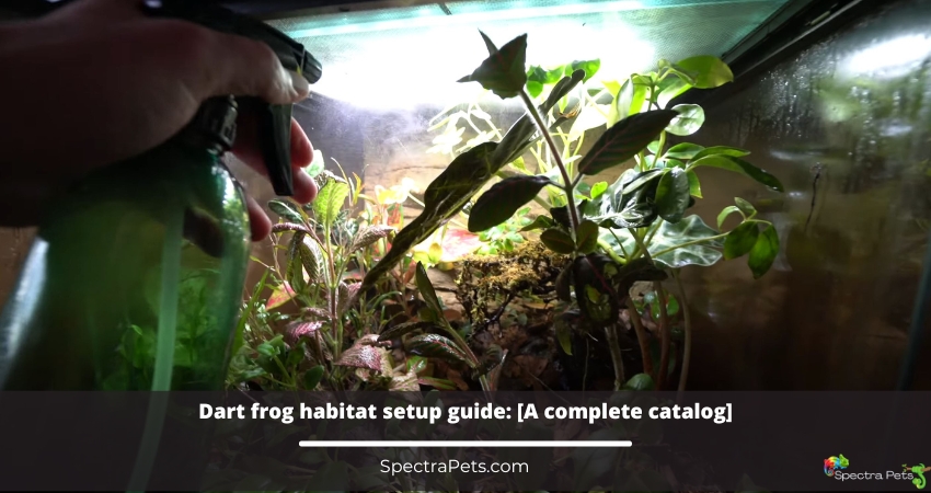 Dart frog habitat setup guide
