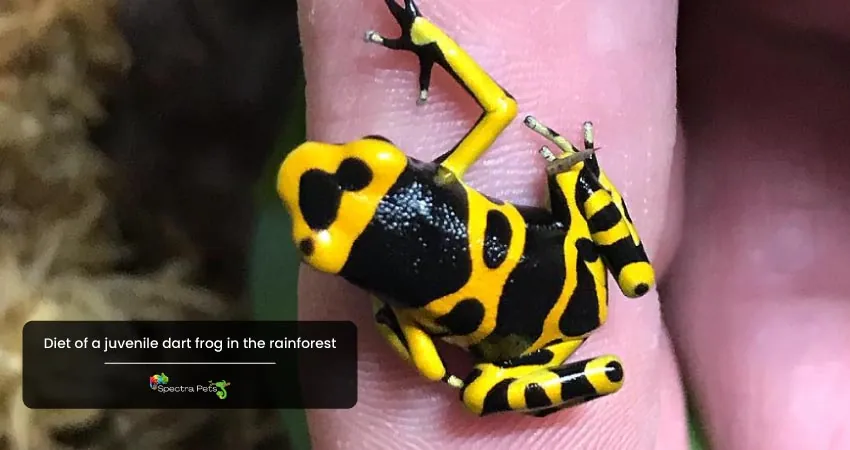 Diet of a juvenile dart frog in the rainforest