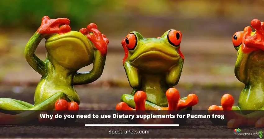 Dietary supplement of Pacman frog