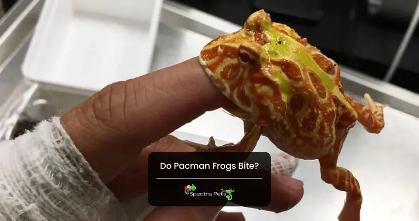 Do Pacman Frogs Bite
