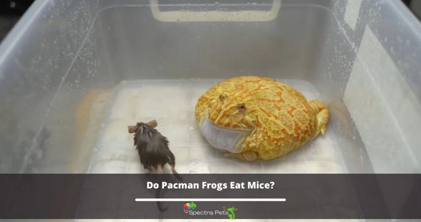 Do Pacman Frogs Eat Mice?