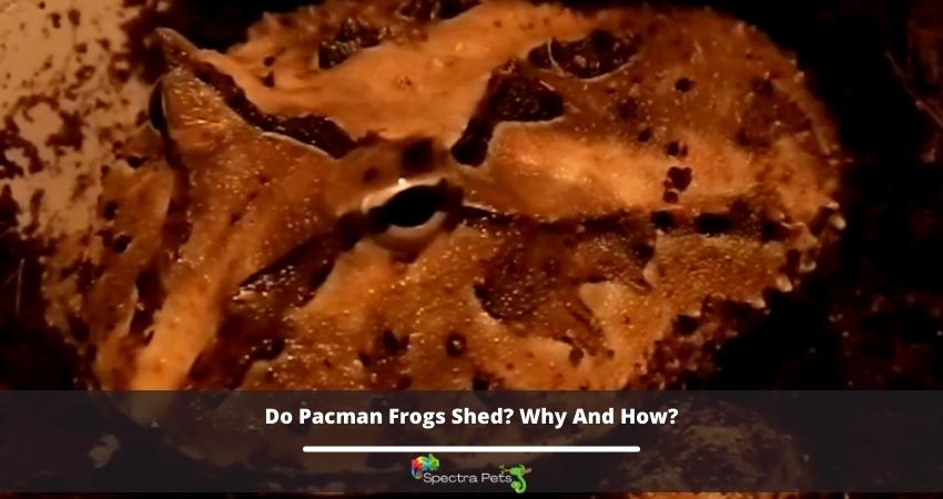 Do Pacman Frogs Shed