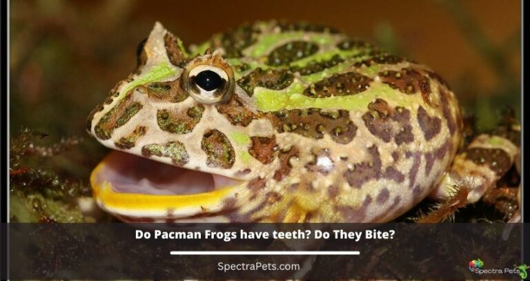 Do Pacman Frogs have teeth? Do They Bite?
