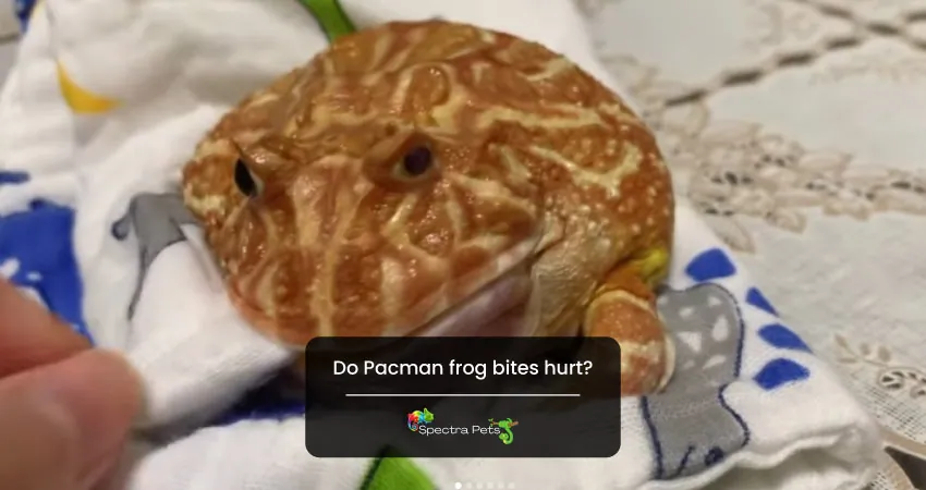 Do Pacman frog bites hurt