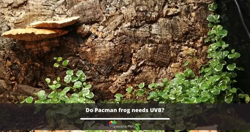 Do Pacman frog needs UVB