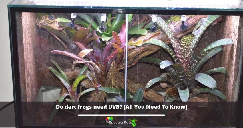 Do dart frogs need UVB