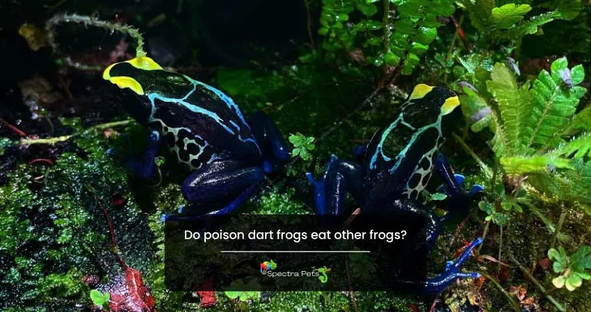 Do poison dart frogs eat other frogs