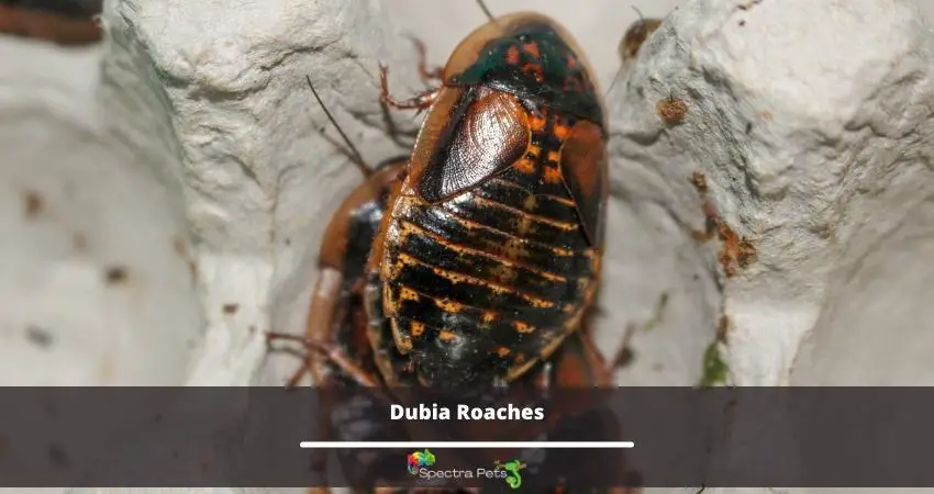 Dubia Roaches