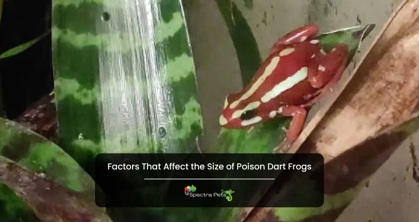 Factors That Affect the Size of Poison Dart Frogs