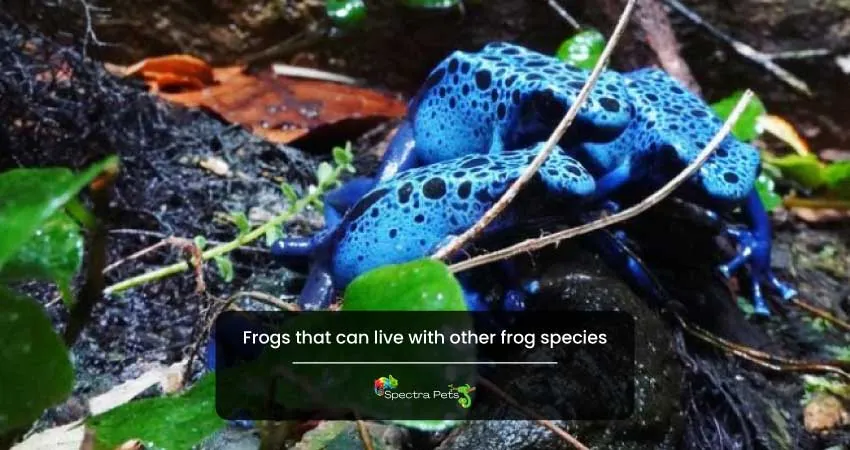 Frogs that can live with other frog species