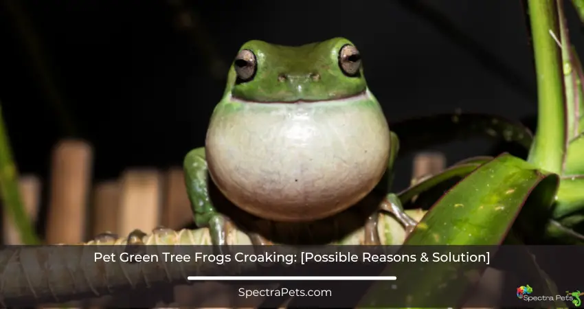 Green Tree Frogs Croaking