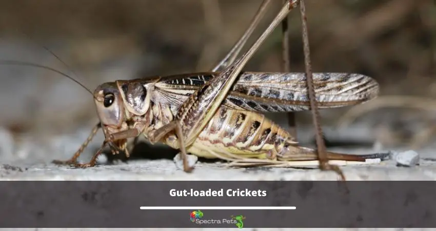 Gut loaded Crickets