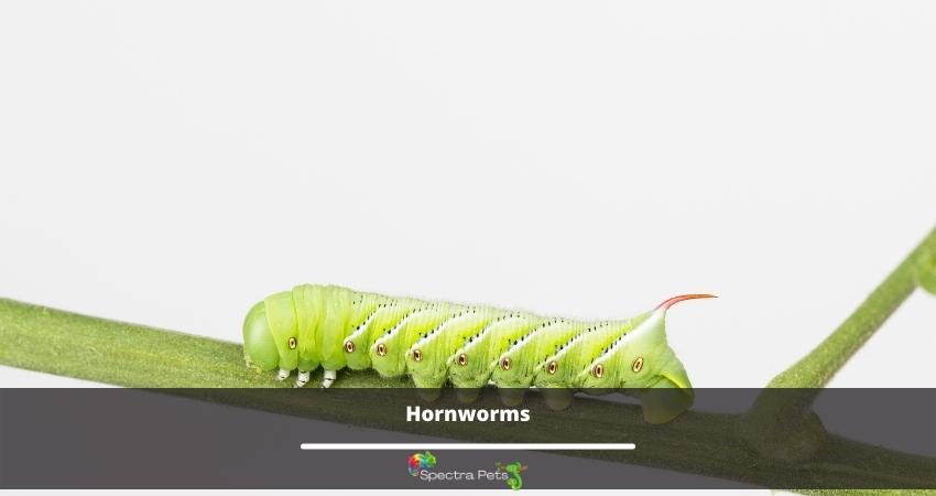 Hornworms