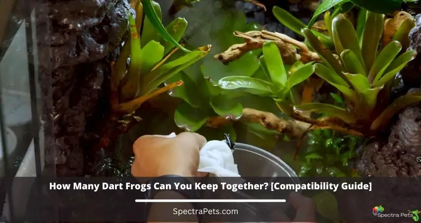 How Many Dart Frogs Can You Keep Together?