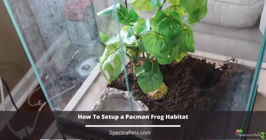 How To Setup a Pacman Frog Habitat