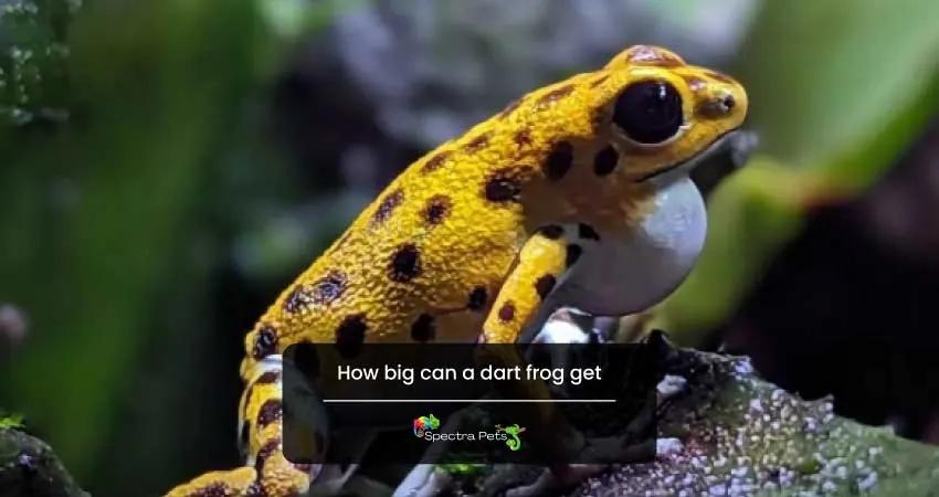 How big can a dart frog get