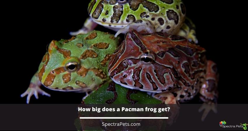 How big does a Pacman frog get?