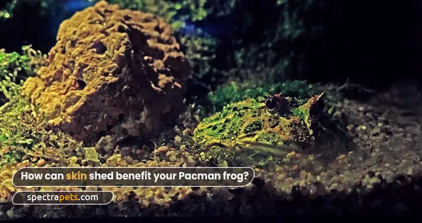 How can skin shed benefit your Pacman frog