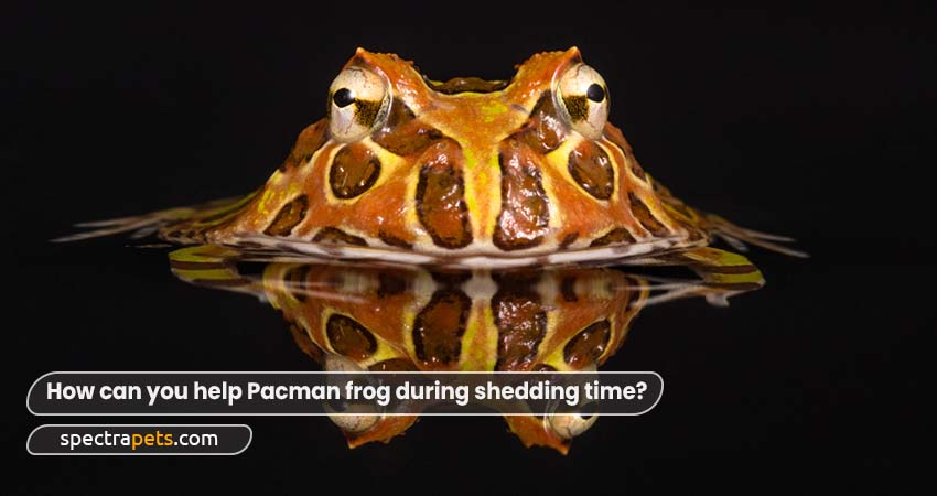 How can you help Pacman frog during shedding time