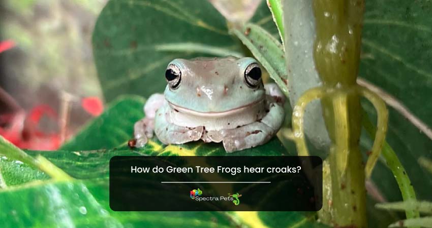 How do Green Tree Frogs hear croaks