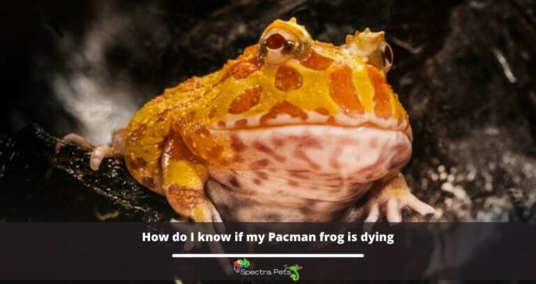 10 Signs Of A Dying Pacman Frog: [What Can You Do About It?]