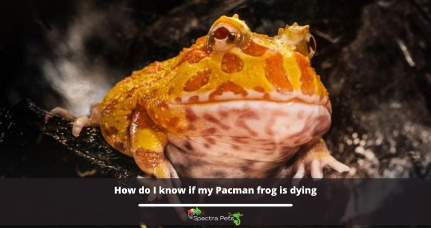 How do I know if my Pacman frog is dying