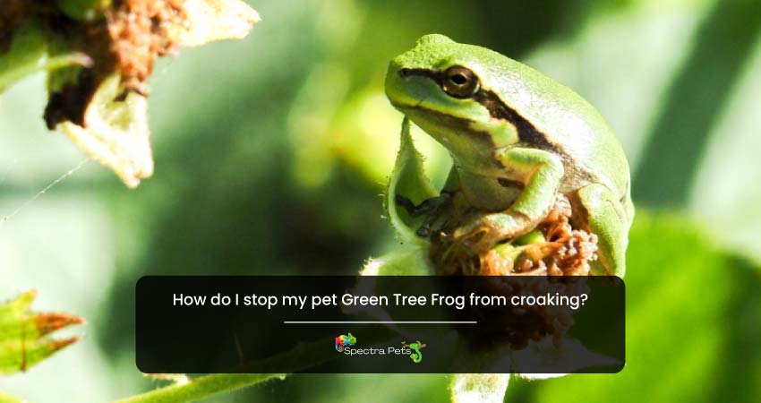 How do I stop my pet Green Tree Frog from croaking