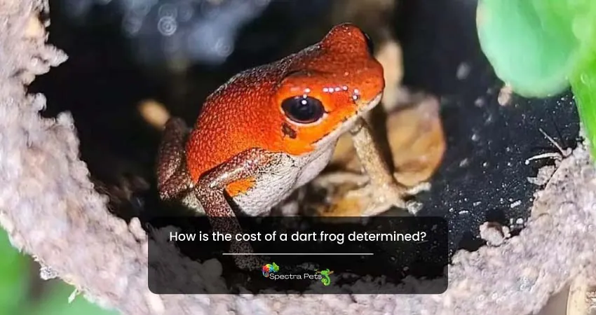 How is the cost of a dart frog determined