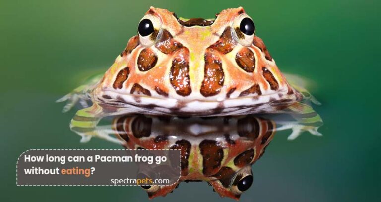 pacman-frog-not-eating-how-long-can-it-go-without-eating