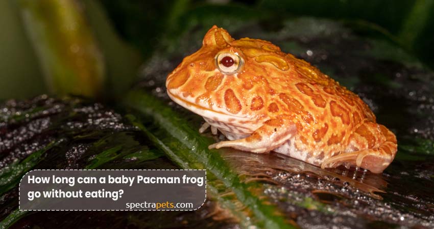 How long can a baby Pacman frog go without eating