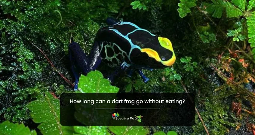 How long can a dart frog go without eating