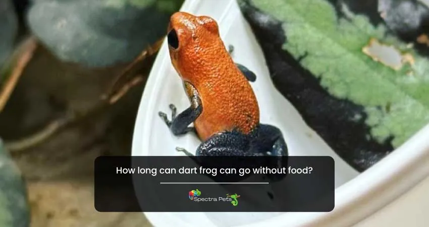 How long can dart frog can go without food