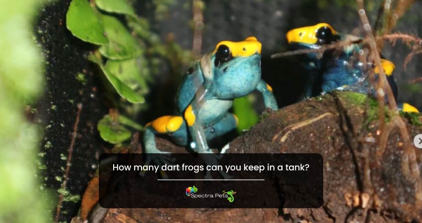 How many dart frogs can you keep in a tank