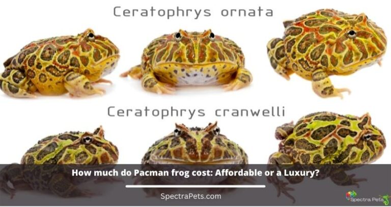 How much do Pacman frog cost: Affordable or a Luxury?