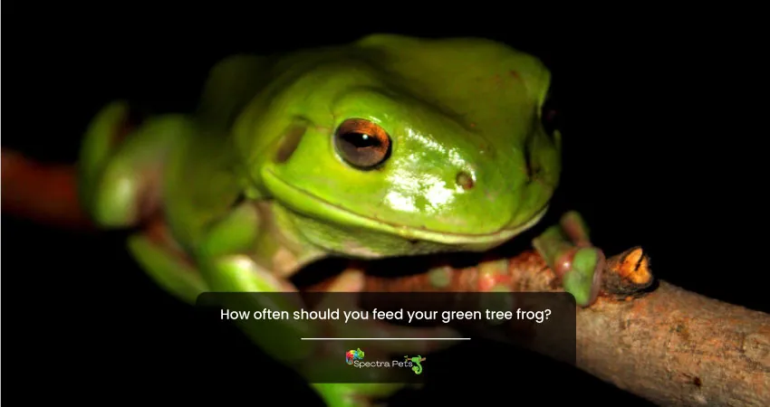 How often should you feed your green tree frog