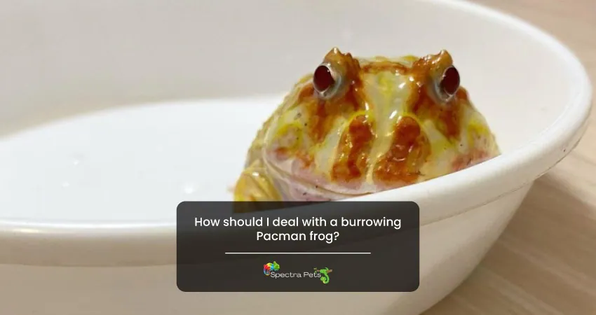 How should I deal with a burrowing Pacman frog