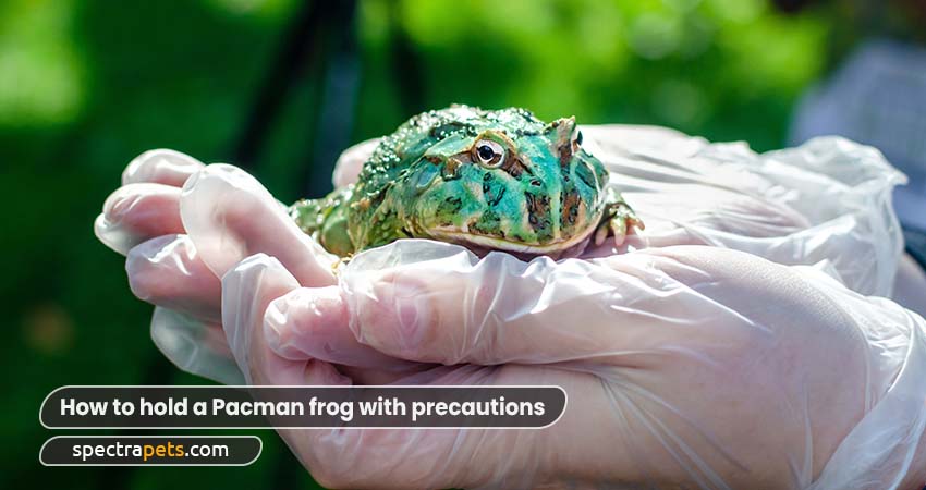 How to hold a Pacman frog with precautions