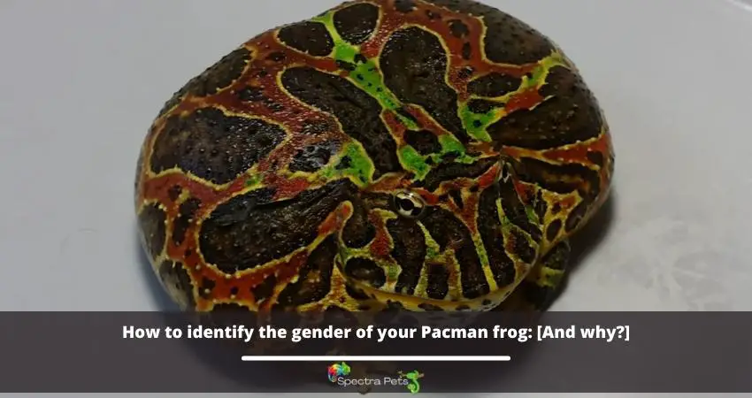 How To Identify Frog Sounds