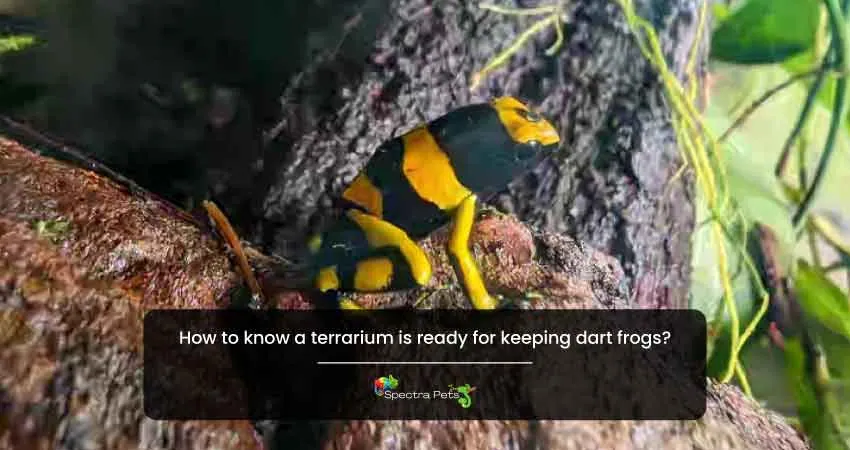 How to know a terrarium is ready for keeping dart frogs