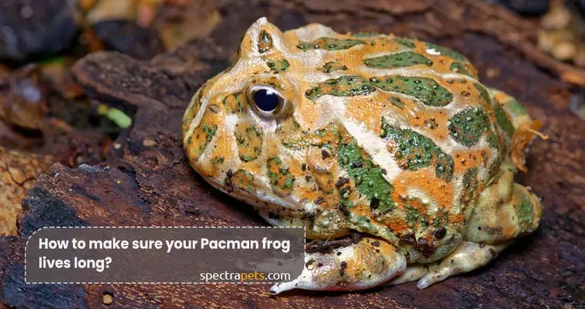 How to make sure your Pacman frog lives long