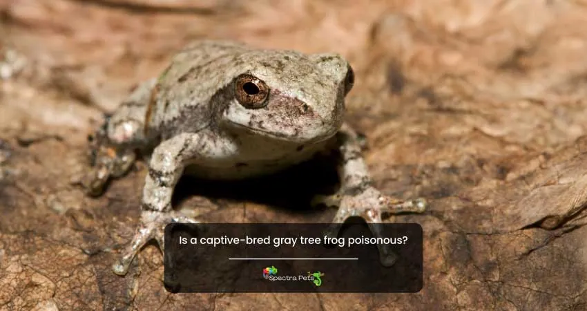 Is a captive bred gray tree frog poisonous
