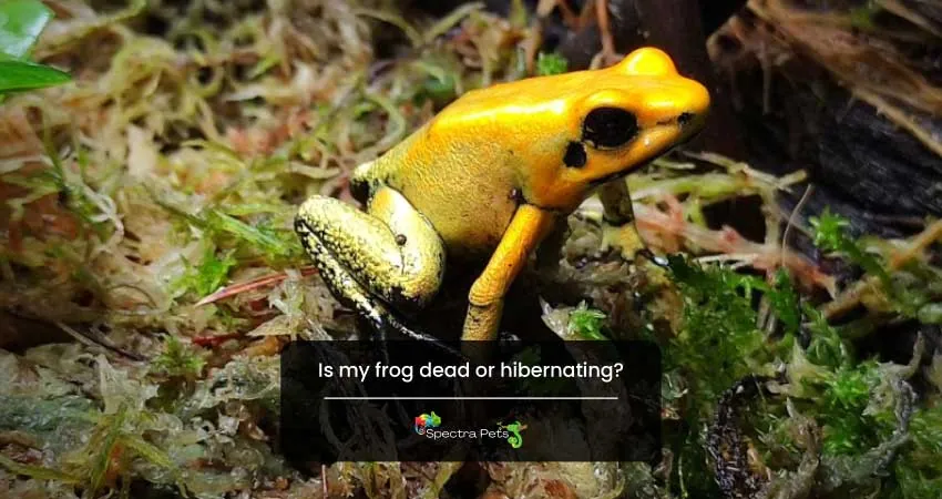 Is my frog dead or hibernating