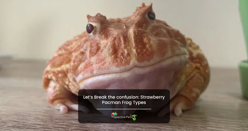 Lets Break the confusion Strawberry Pacman Frog Types