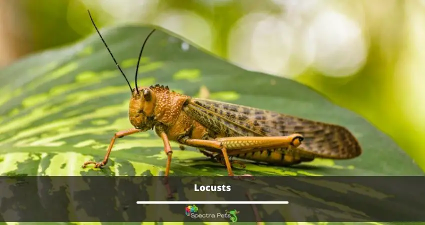 Locusts