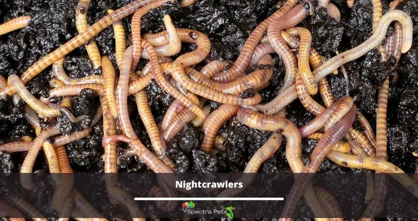 Nightcrawlers