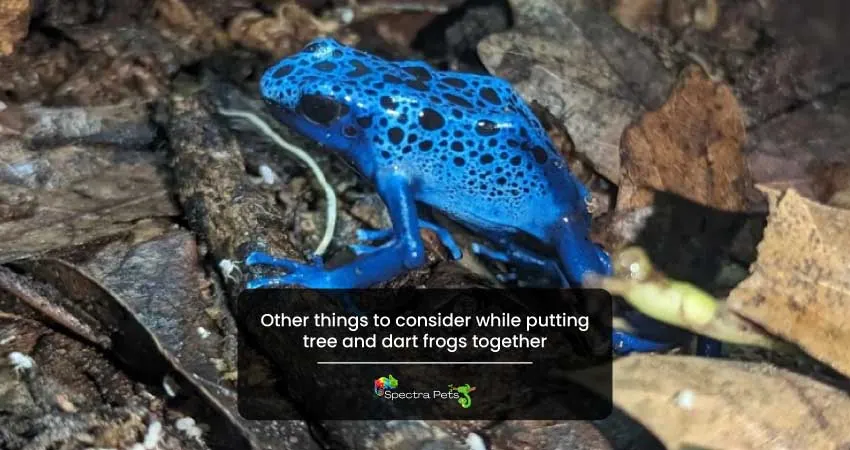 Other things to consider while putting tree and dart frogs together