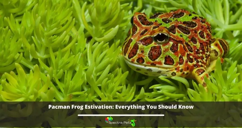 Pacman Frog Estivation